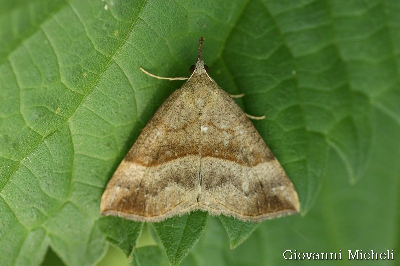 Herminia...? No, Hypena proboscidalis, Erebidae